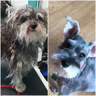 Salon Pielęgnacji dla Zwierząt Groomi